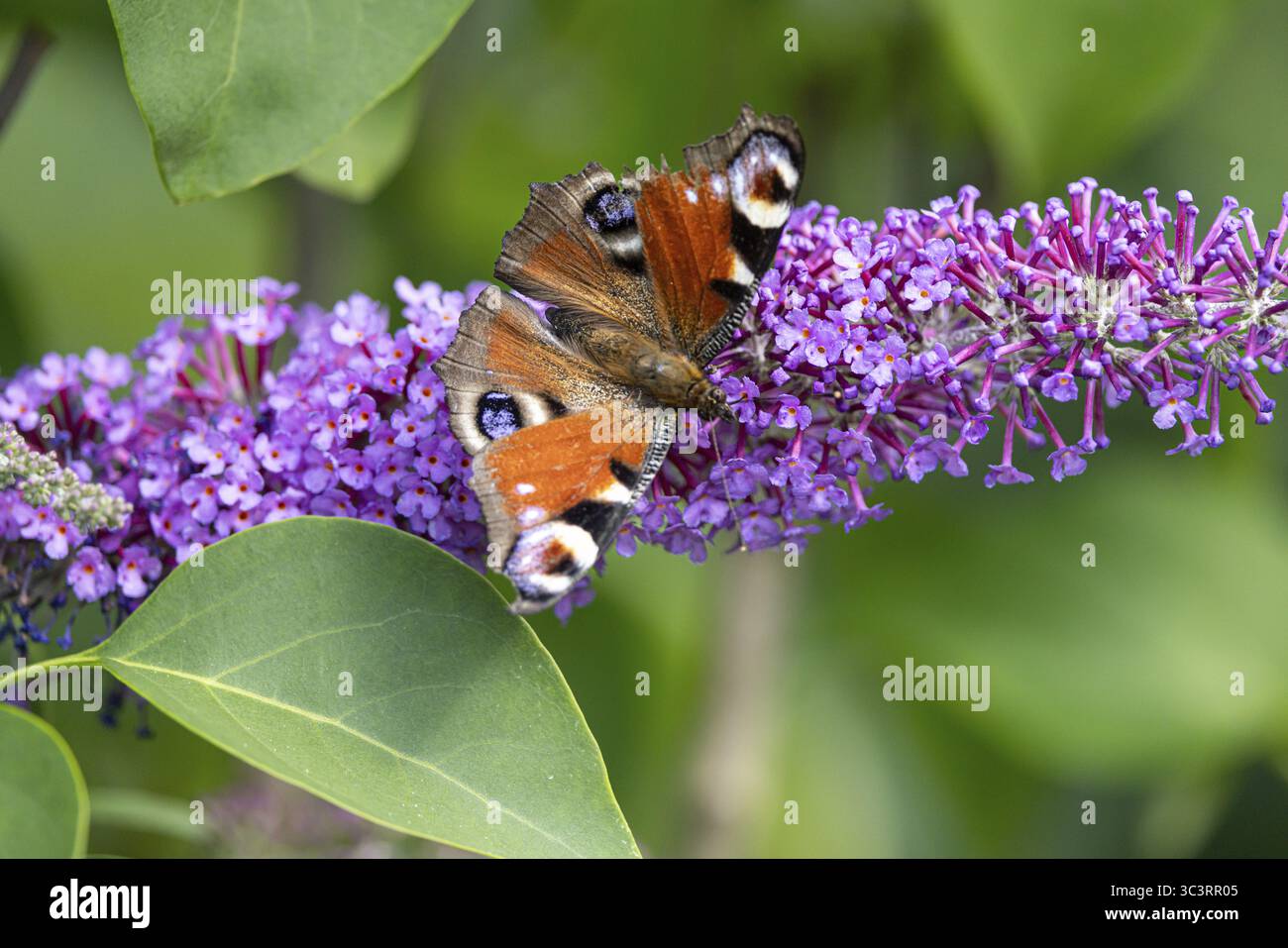 Pfauenfalter (wiss: Aglais io) saugt Nektar an einem Blütenstand des Flieders (Syringa vulgaris) Stockfoto