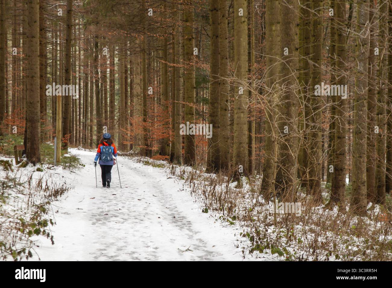 Ein Wanderer wandert auf einem schneebedeckten Waldweg umgeben von hohen Bäumen im oberen Kamptal Waldviertel Niederösterreich Stockfoto
