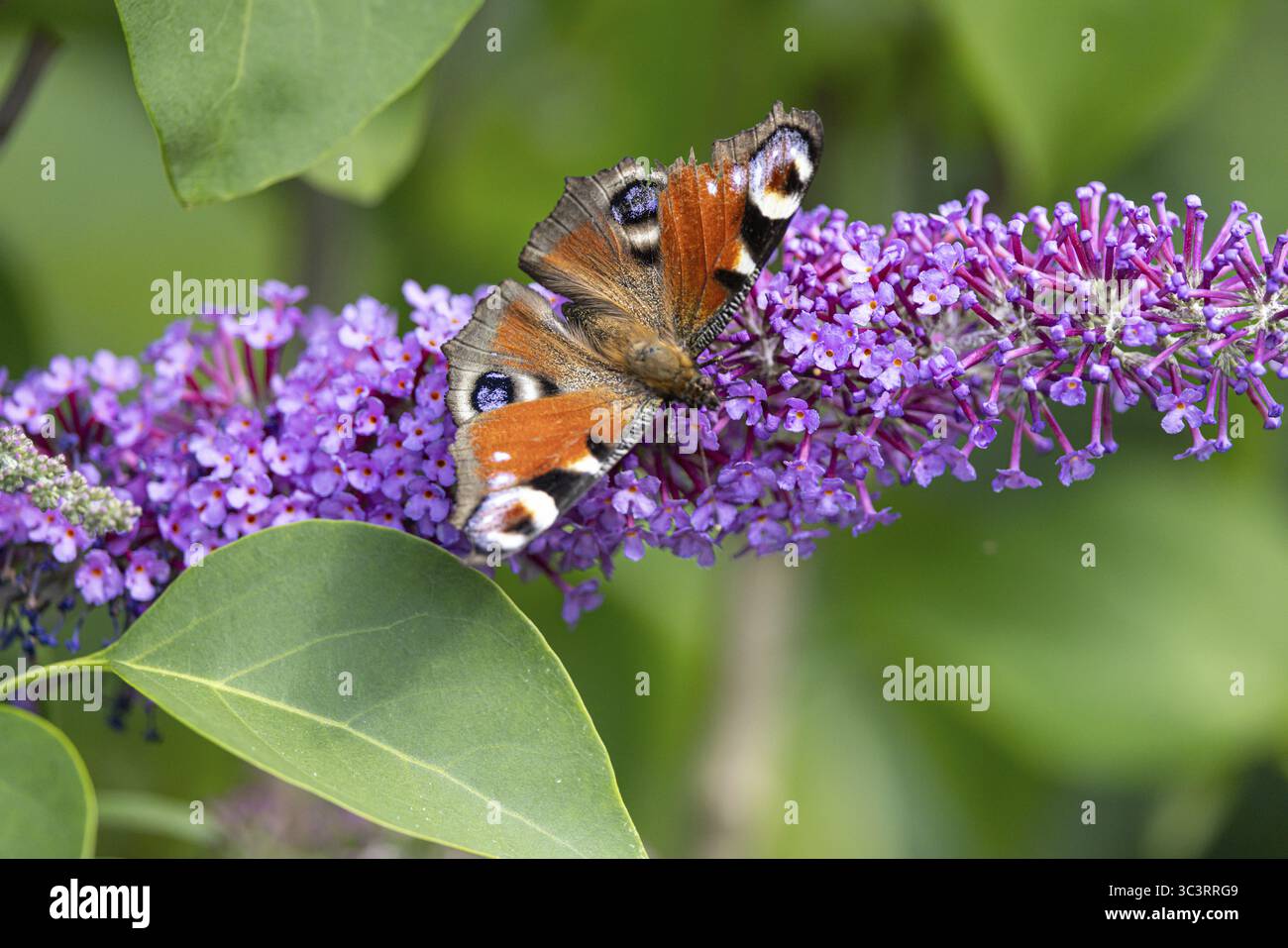 Pfauenfalter (wiss: Aglais io) saugt Nektar an einem Blütenstand des Flieders (Syringa vulgaris) Stockfoto