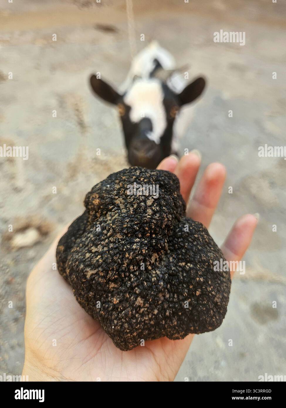 Große Knolle einer schwarzen Sommertrüffel (Tuber aestivum) die feine Speisepilzprobe ist in der Nähe zu sehen und zeigt ihre charakteristische, grobe Farbe Stockfoto