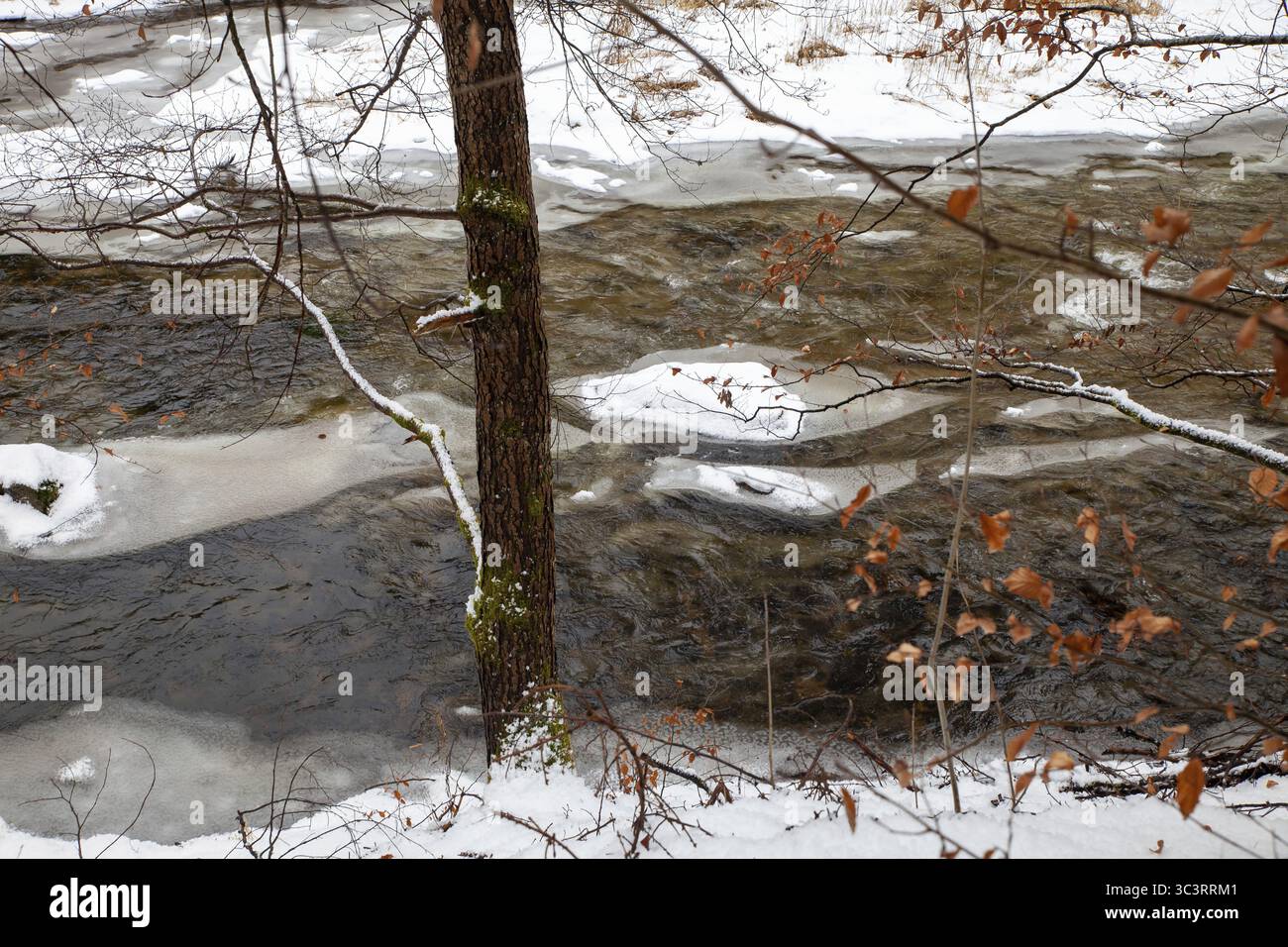Ein Fluss umgeben von schneebedeckten Bäumen mit Eisbänken im Winter Oberes Kamptal Waldviertel Niederösterreich Stockfoto