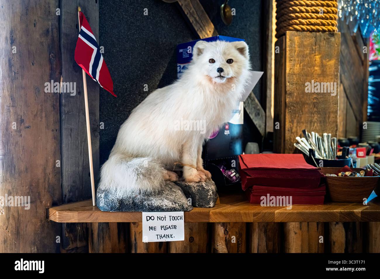 Ein gefüllter Polarfuchs (Vulpes lagopus) mit weißem Winterfell in einer Bar in Longyearbyen, Svalbard, der nördlichsten Siedlung der Welt Stockfoto