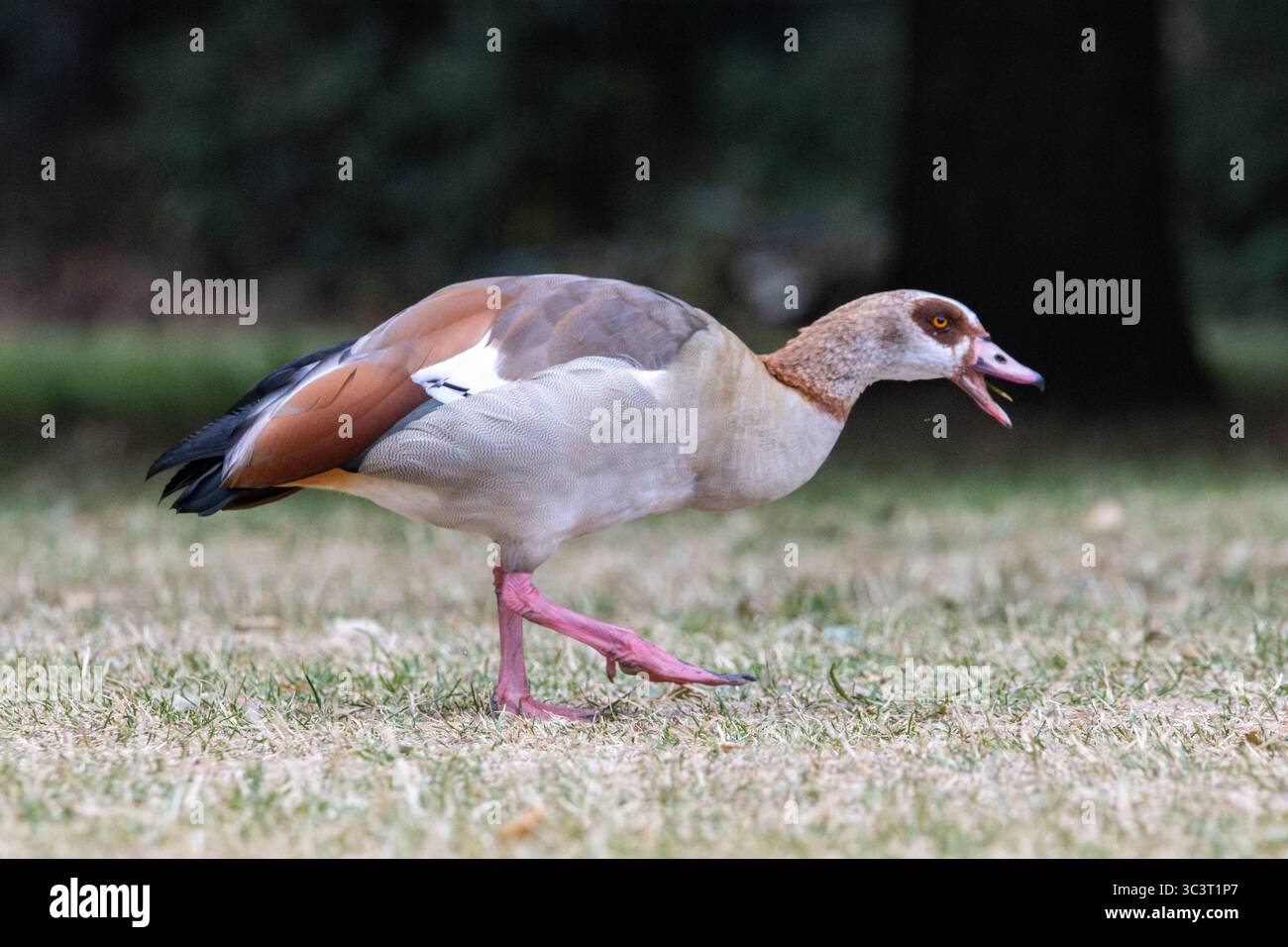 Ägyptische Gans (Alopochen aegyptiaca) im Hyde Park, London Stockfoto