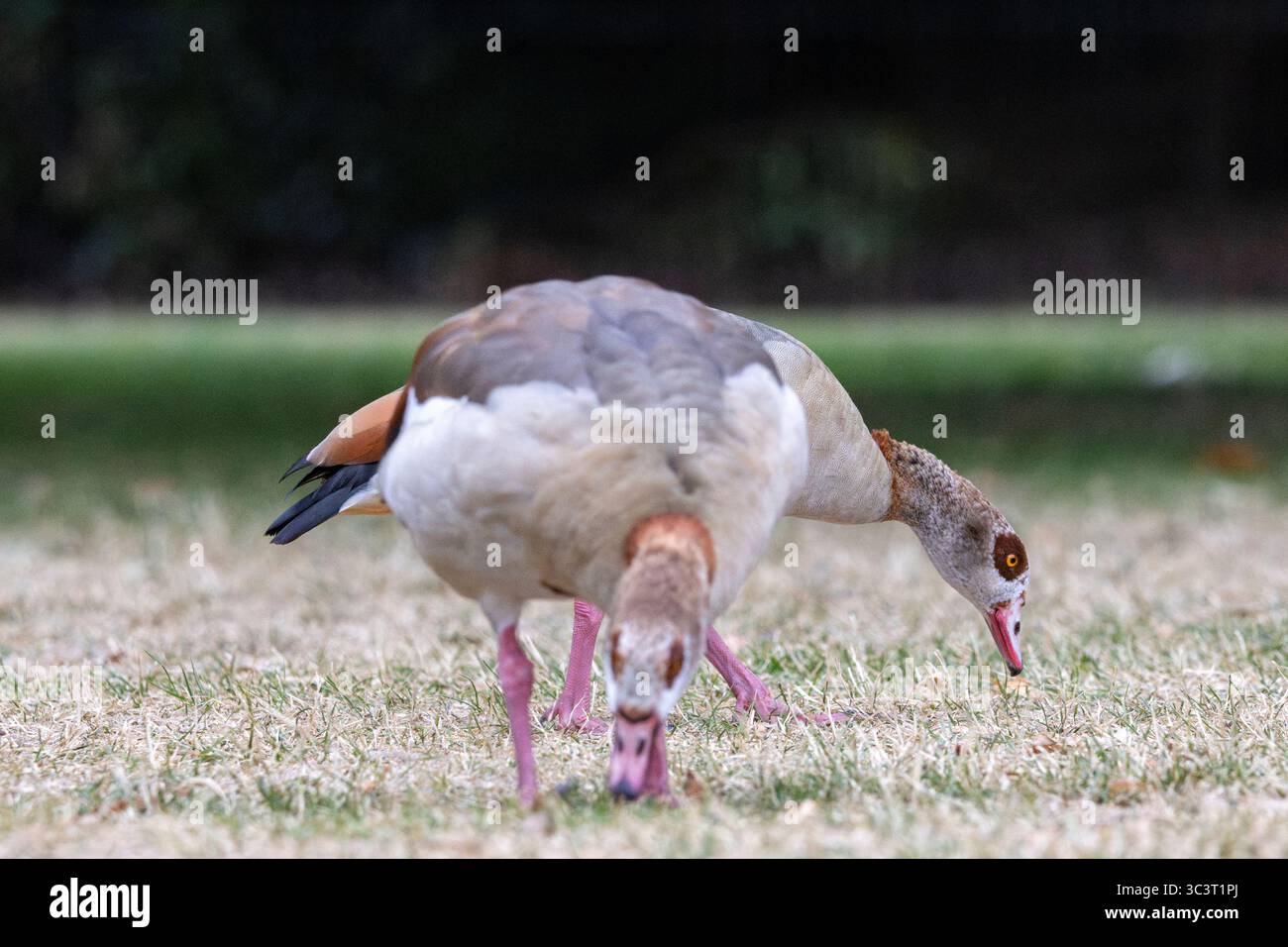 Ägyptische Gans (Alopochen aegyptiaca) im Hyde Park, London Stockfoto