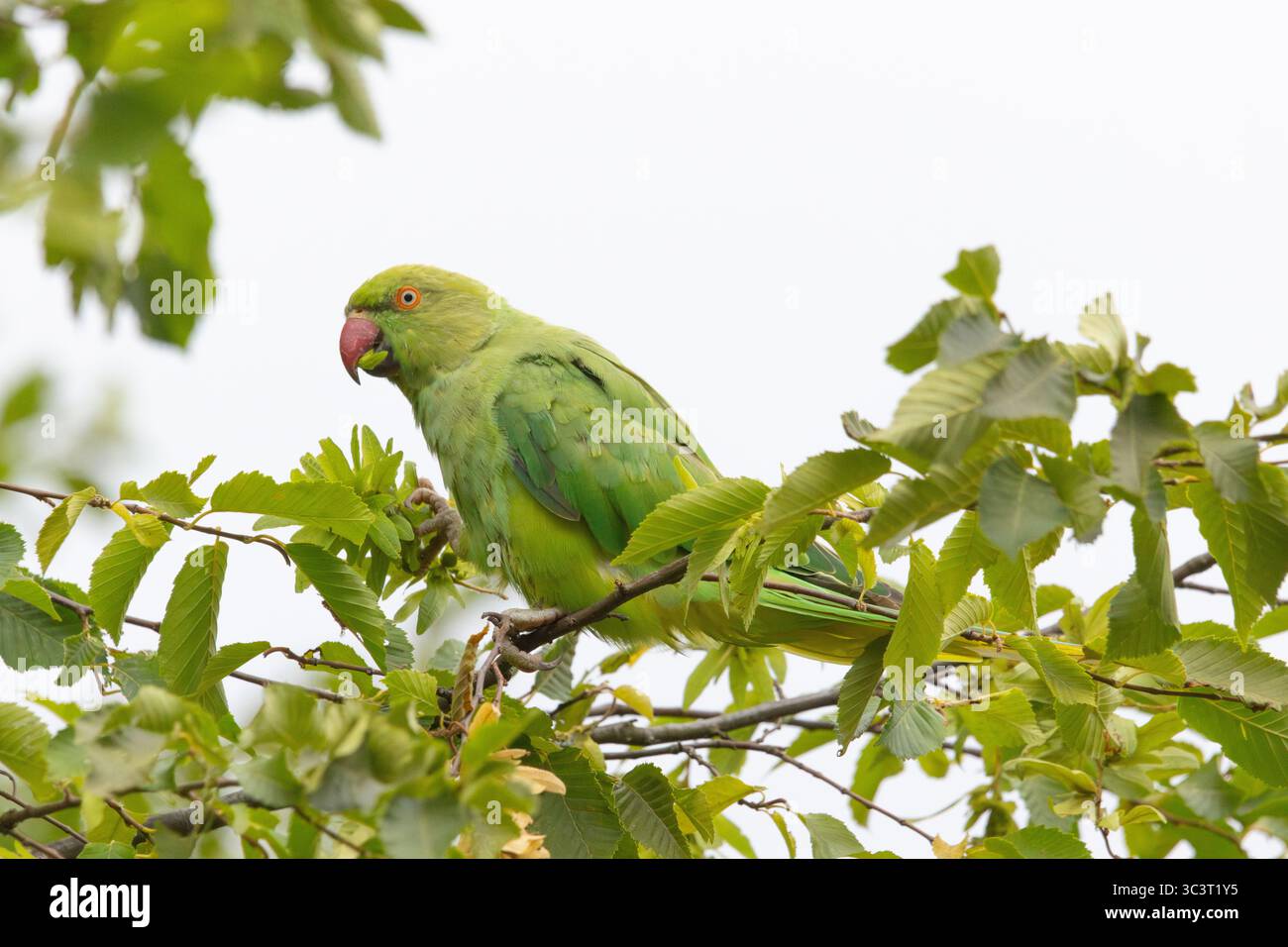 Rosenringsittich (Psittacula krameri) Stockfoto