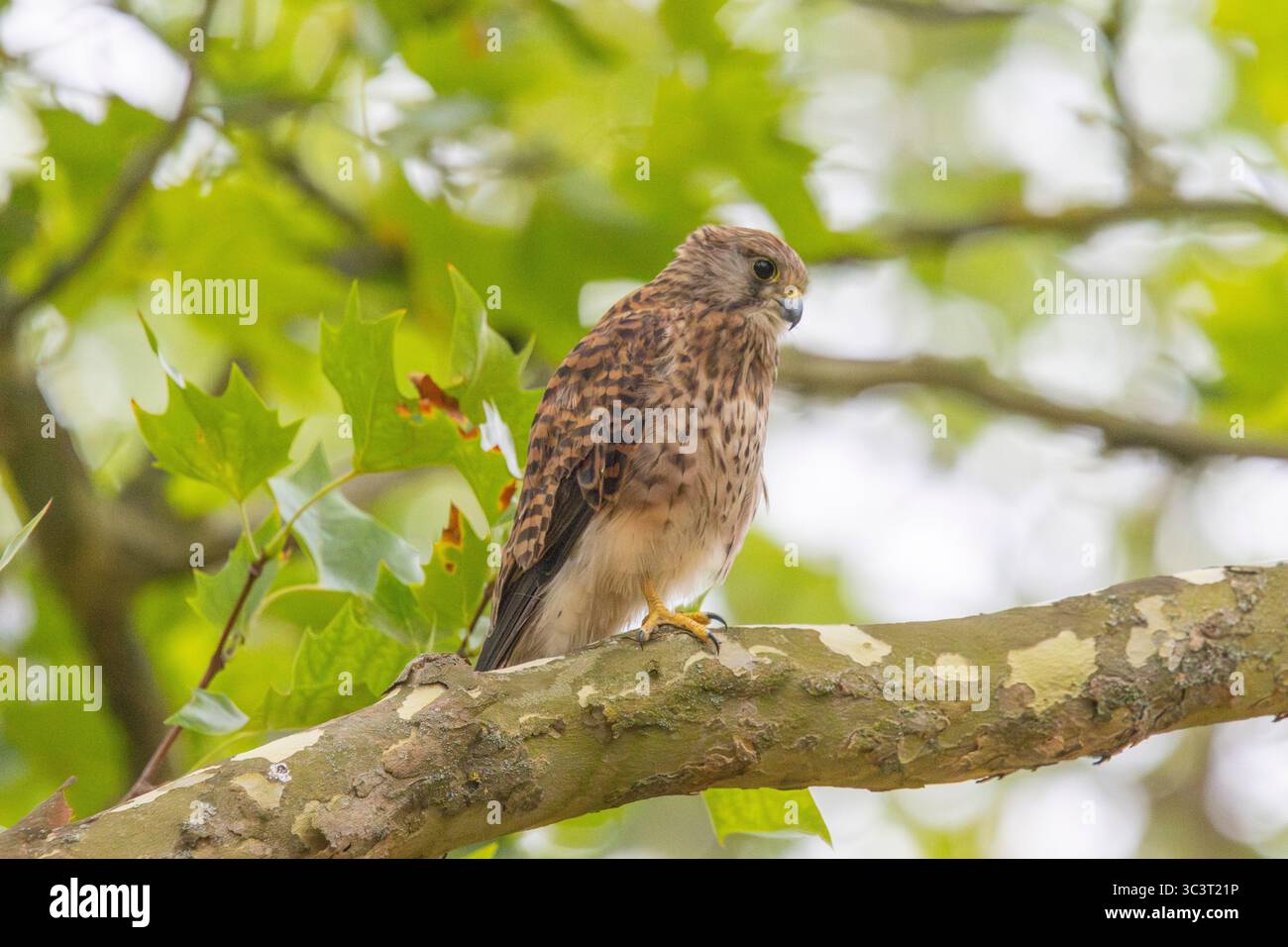 Fähnchenfalke (falco tinnunkulus) Stockfoto