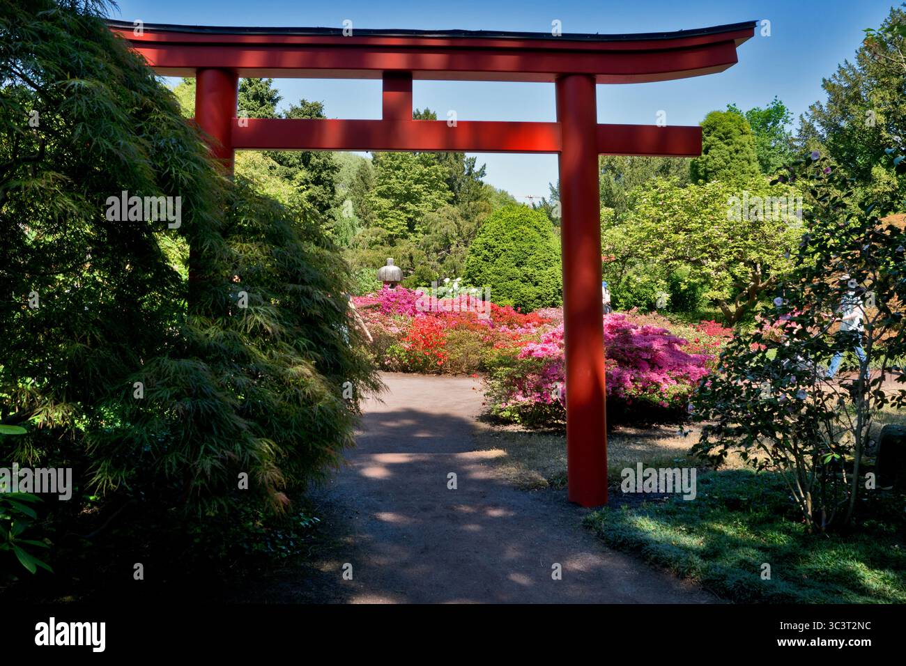 Karlsruhe: Stadtgartenzoo. Blüten im japanischen Garten im Frühjahr Stockfoto