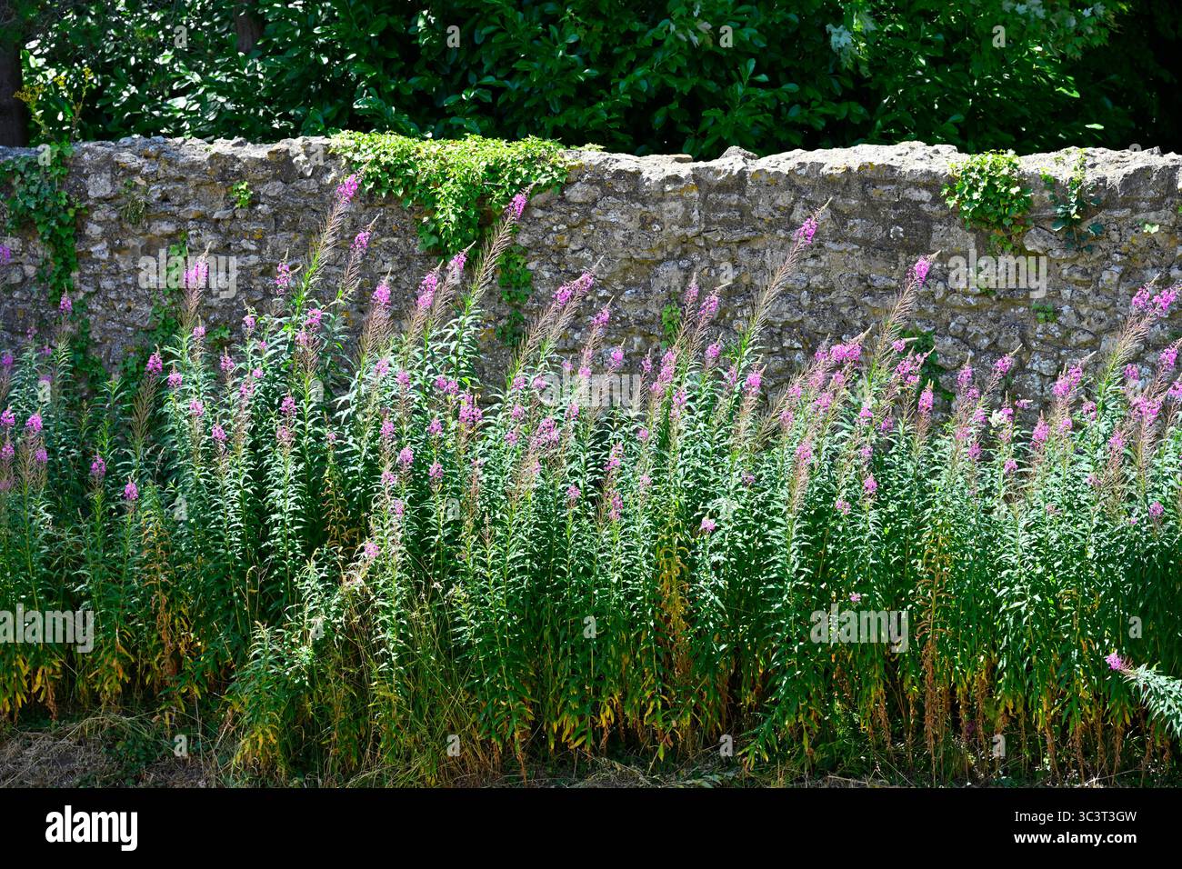 Rosa Sommerwildblumen von Rosebay Willowhere, Chamaenerion angustifolium wächst vor einer Steinmauer UK Juli Stockfoto