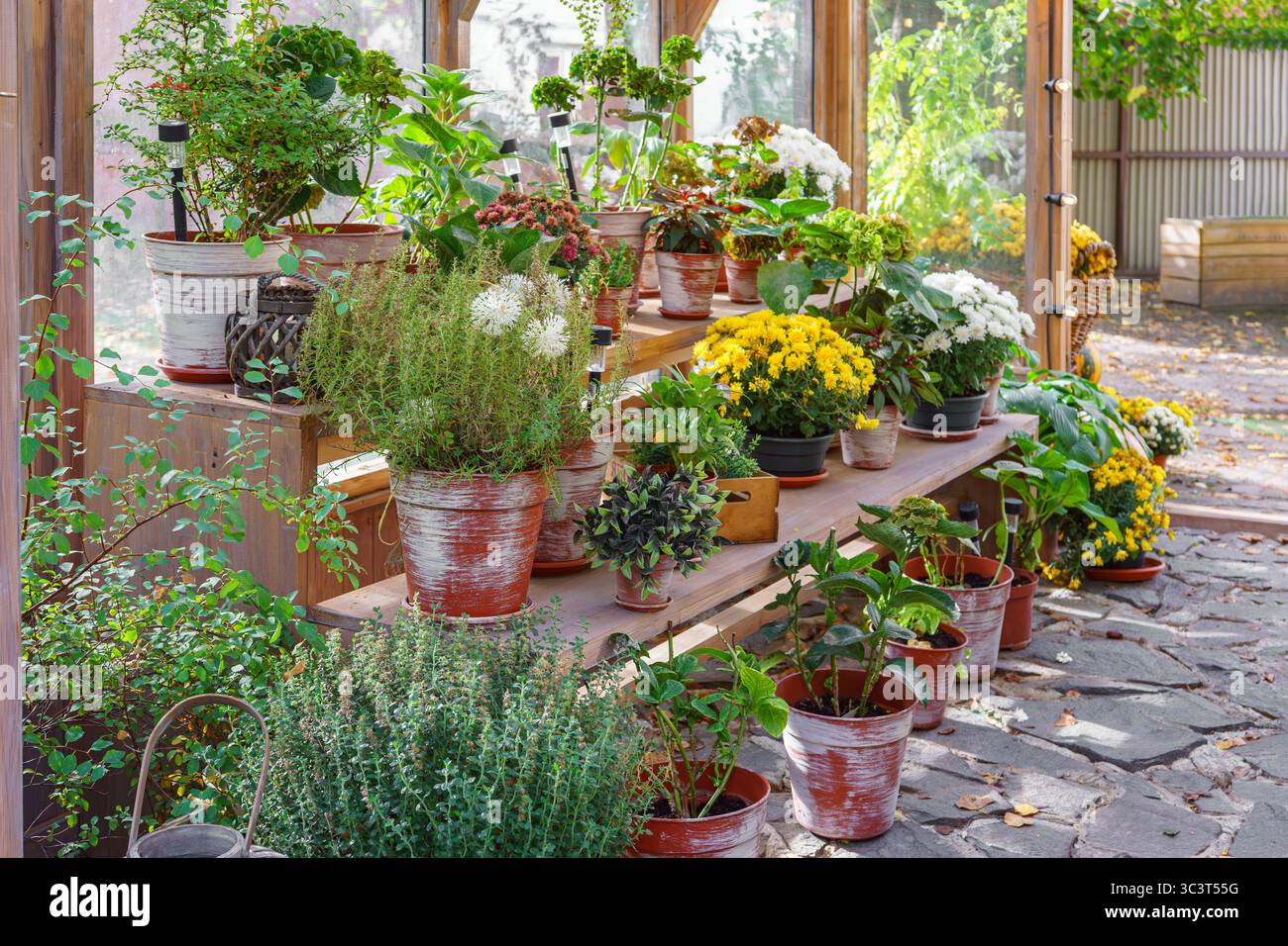 Holzregal im Gewächshaus gefüllt mit grünen Topfpflanzen in rustikal bemalten Töpfen. Natürliche Grünflächen und Gartenelemente und Topfpflanzen. Gardeni Stockfoto