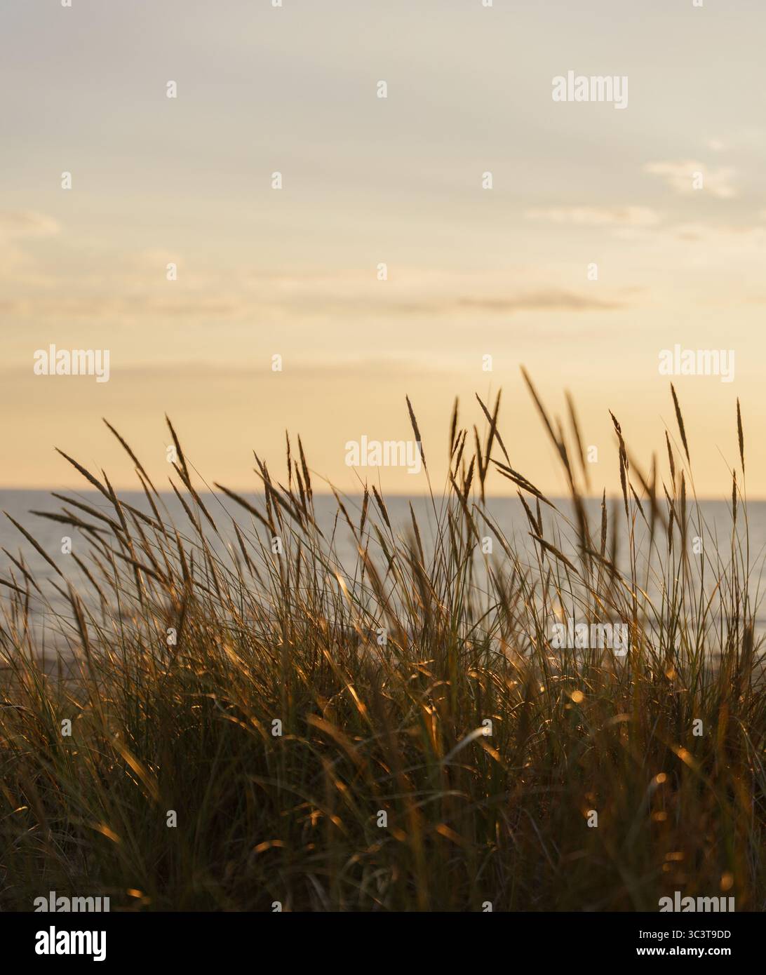Goldener Sonnenuntergang über Beach Dunes, traumhafter Sommer Hintergrund Stockfoto