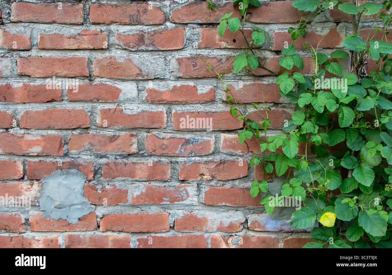 Eine echt fotografierte rote Ziegelwand mit dichtem Green Ivy - 4K'. Hebt komplizierte Details und feine Texturen hervor. Naturerschließung. Umgebung. Stockfoto