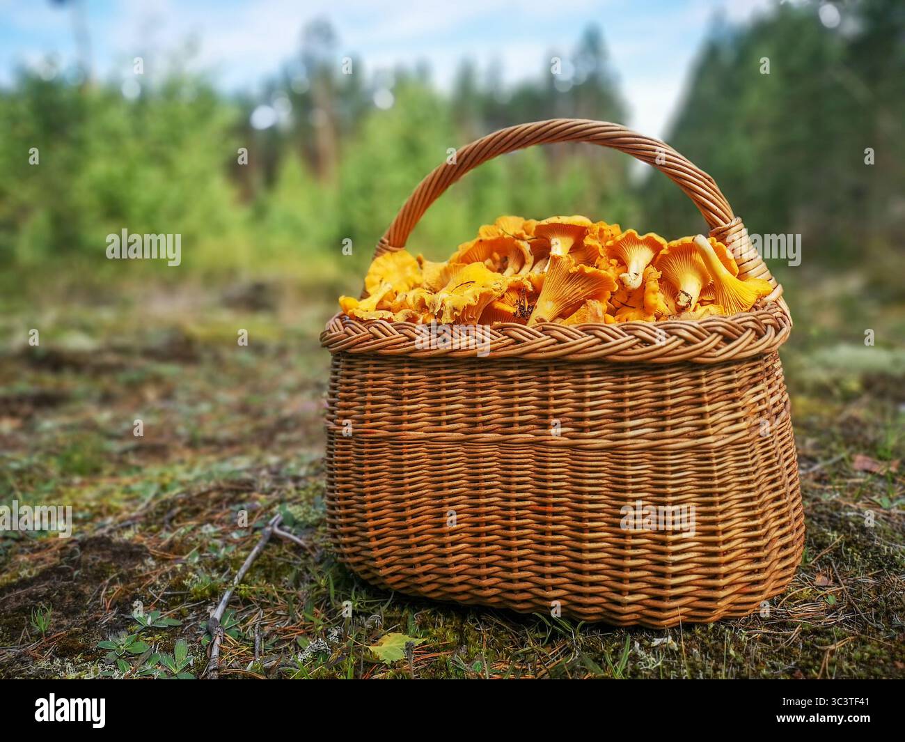 Korb gefüllt mit frisch geernteten goldenen Pfifferlingen auf dem Waldboden in einem Kiefernwald Stockfoto