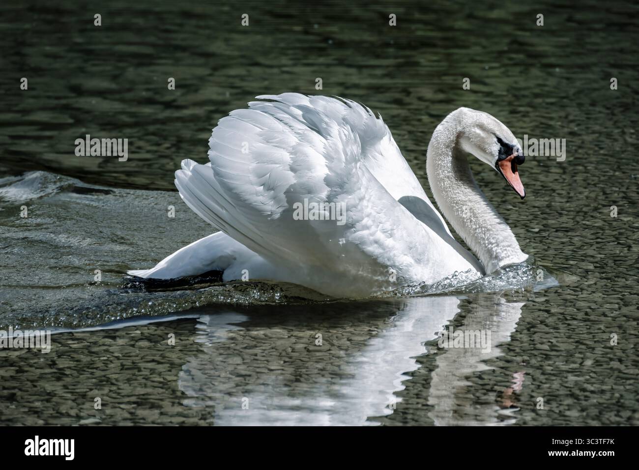 Hallstat, Österreich, 11. Mai 2025: Die Eleganz der Natur: Schwan im kristallklaren Hallstätter See Stockfoto