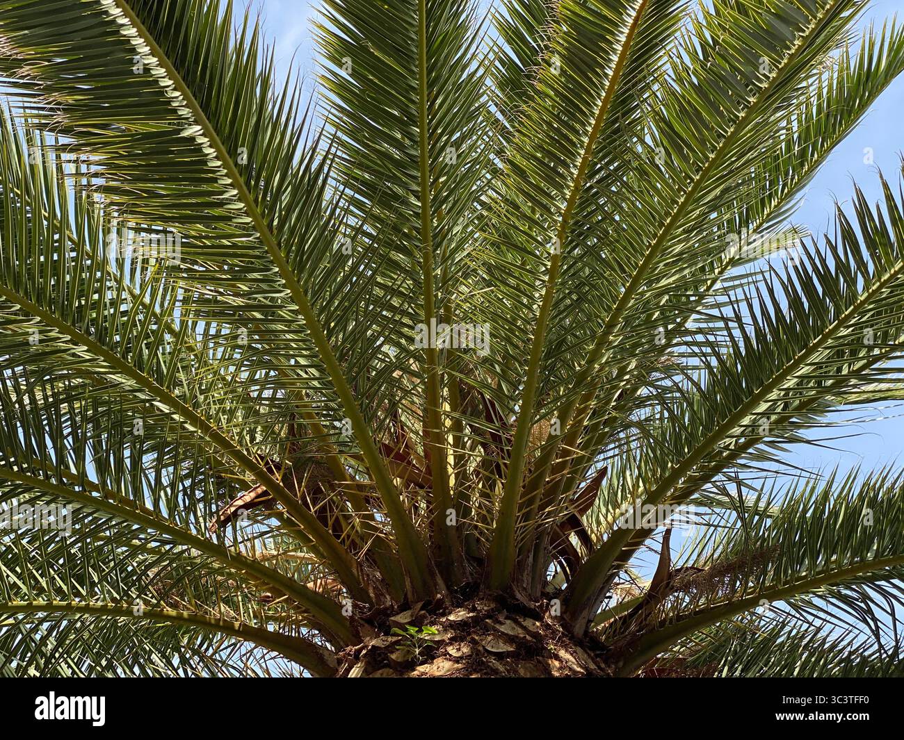 Eine beeindruckende Perspektive einer Palme, die sich in Richtung eines hellblauen Himmels erstreckt. Auf La Gomera, Kanarischen Inseln Stockfoto