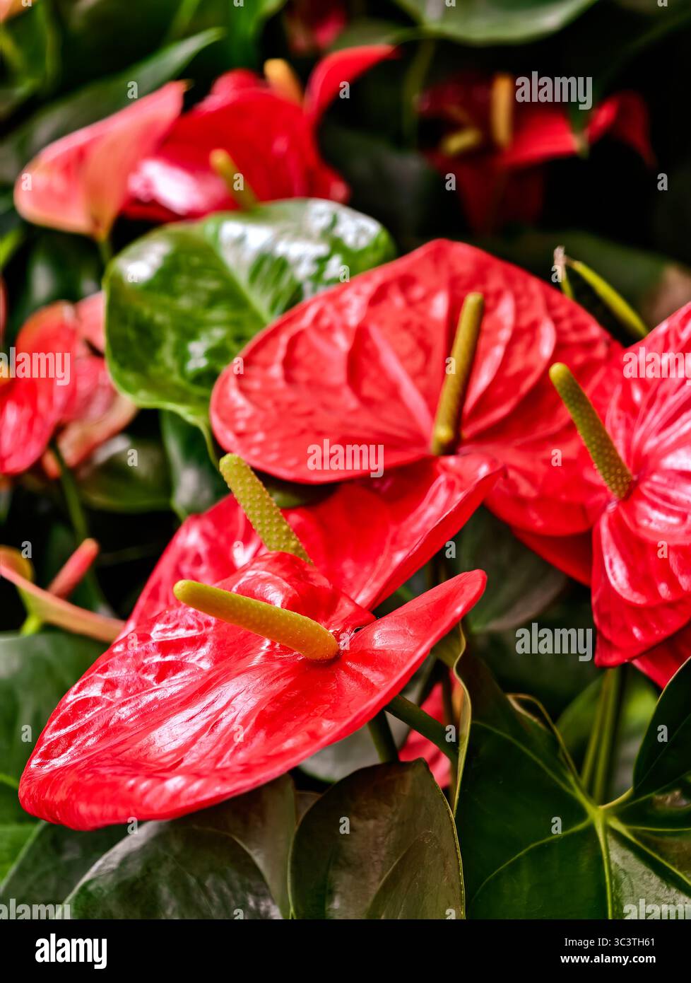 Rote Anthuriumblüten mit üppig grünen Blättern. Hochauflösender Hintergrund mit Blumenmuster für beeindruckende digitale Kreationen, Hintergrundbilder und Marketinganwendungen. Vertikales Foto Stockfoto