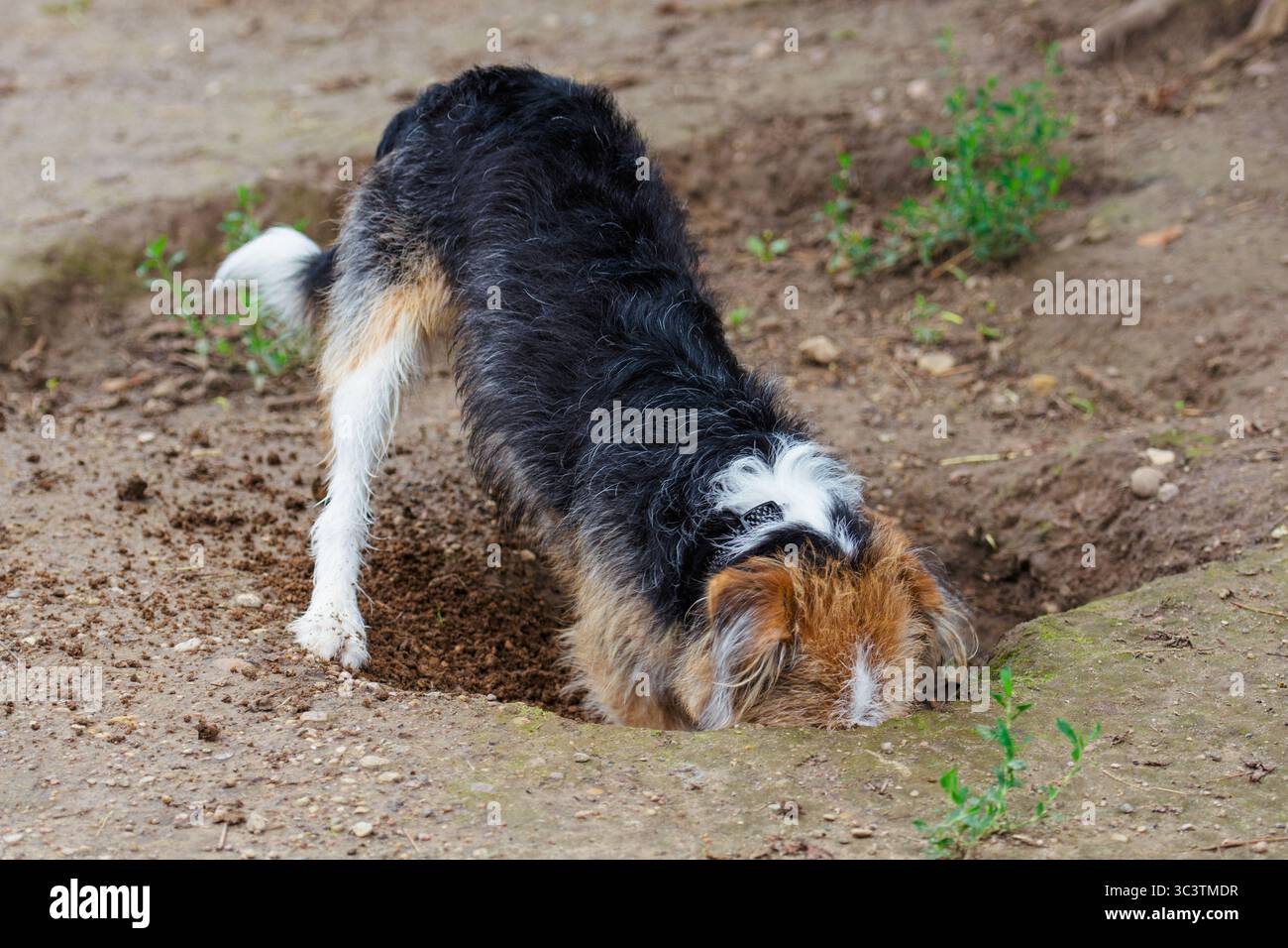 Entzückender glücklicher, dreckiger Hund, der ein Loch im Garten gräbt Stockfoto