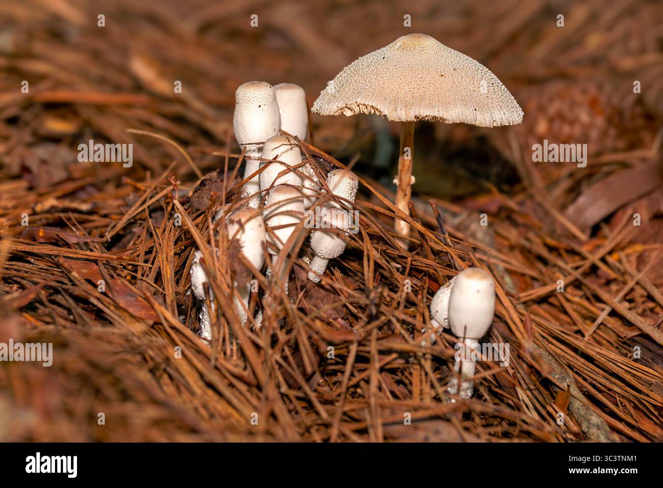 Leucocoprinus-Pilze mit empfindlichen Kappen und Kiemen, die häufig auf verfallendem Holz oder in Gärten wachsen. Bekannt für ihre Sonnenschirmform und ihre helle Farbe. Stockfoto