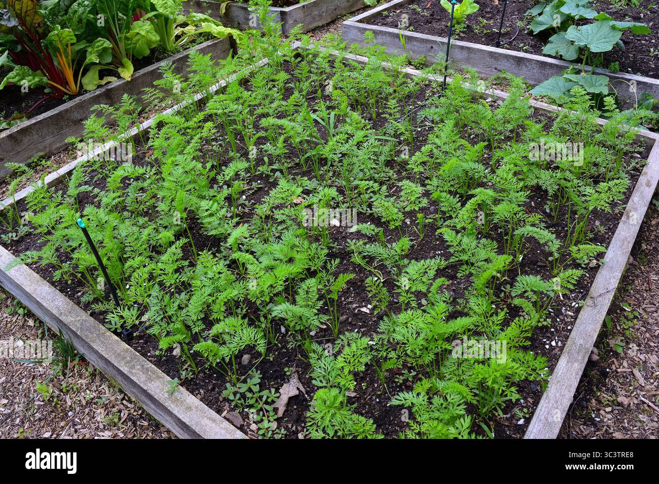 Ein Hochgartenbeet voller junger Karottenpflanzen, die in einem sonnigen Garten wachsen. Repräsentiert frische Lebensmittel, gesunde Ernährung, Gartenarbeit und biologischen Anbau Stockfoto