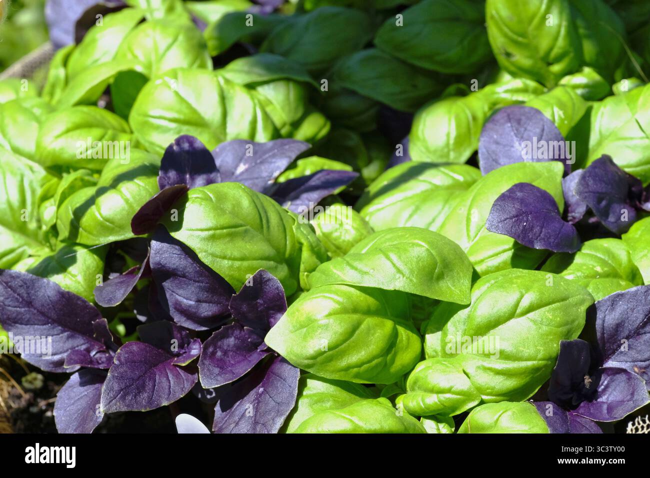 Lebendige junge Basilikumpflanzen in einem Gartenbeet, die einen auffälligen Kontrast zwischen üppig grünem Genoveser Basilikum und tiefvioletten Opalbasilikblättern bieten Stockfoto