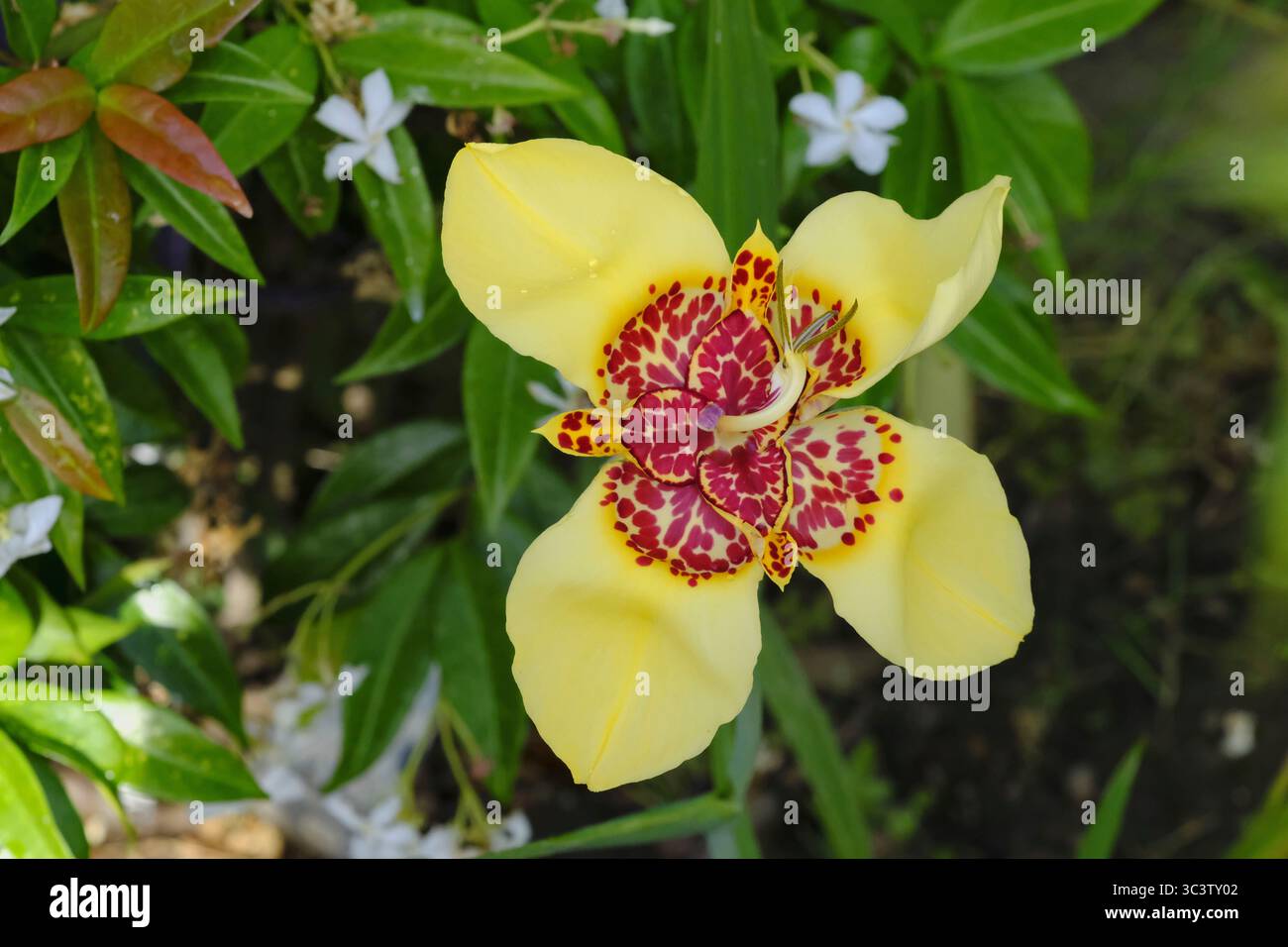 Lebendig und flüchtig – die Tigridia pavonia präsentiert ihre exotischen Blüten nur an einem Tag und macht jeden Auftritt zu einem besonderen Ereignis Stockfoto
