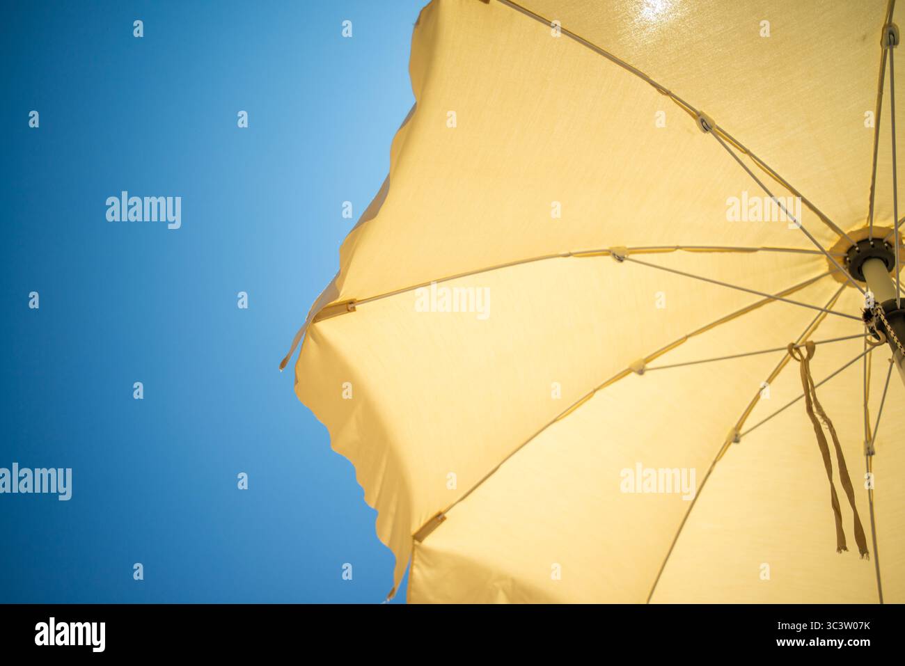 Ein lebendiger Sonnenschirm von unten gesehen, mit klarem blauem Himmel und goldenem Sonnenlicht im Hintergrund. Stockfoto