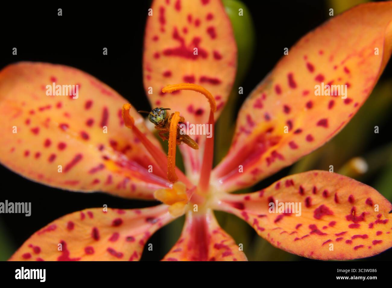 Makro einer leuchtenden orange-rot gefleckten Blume mit einem kleinen Insekt, das auf seinem Stamen steht, isoliert auf einem dunklen Hintergrund. Stockfoto