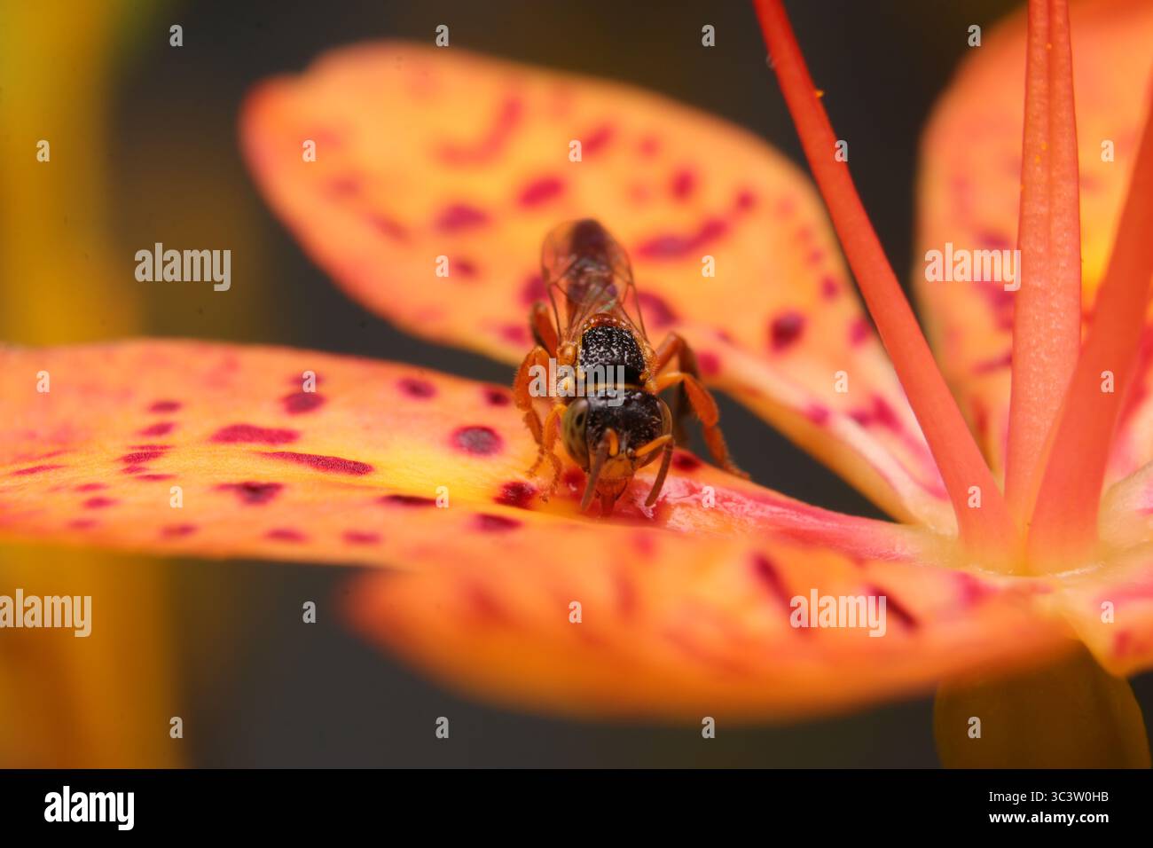 Makro einer leuchtenden orange-rot gefleckten Blume mit einem kleinen Insekt, das auf seinem Stamen steht, isoliert auf einem dunklen Hintergrund. Stockfoto