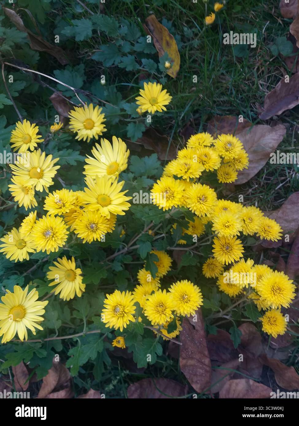 Eine Gruppe von gelben Chrysanthemen, die von oben gesehen werden, mit ihren grünen Blättern, die unten sichtbar sind. Stockfoto