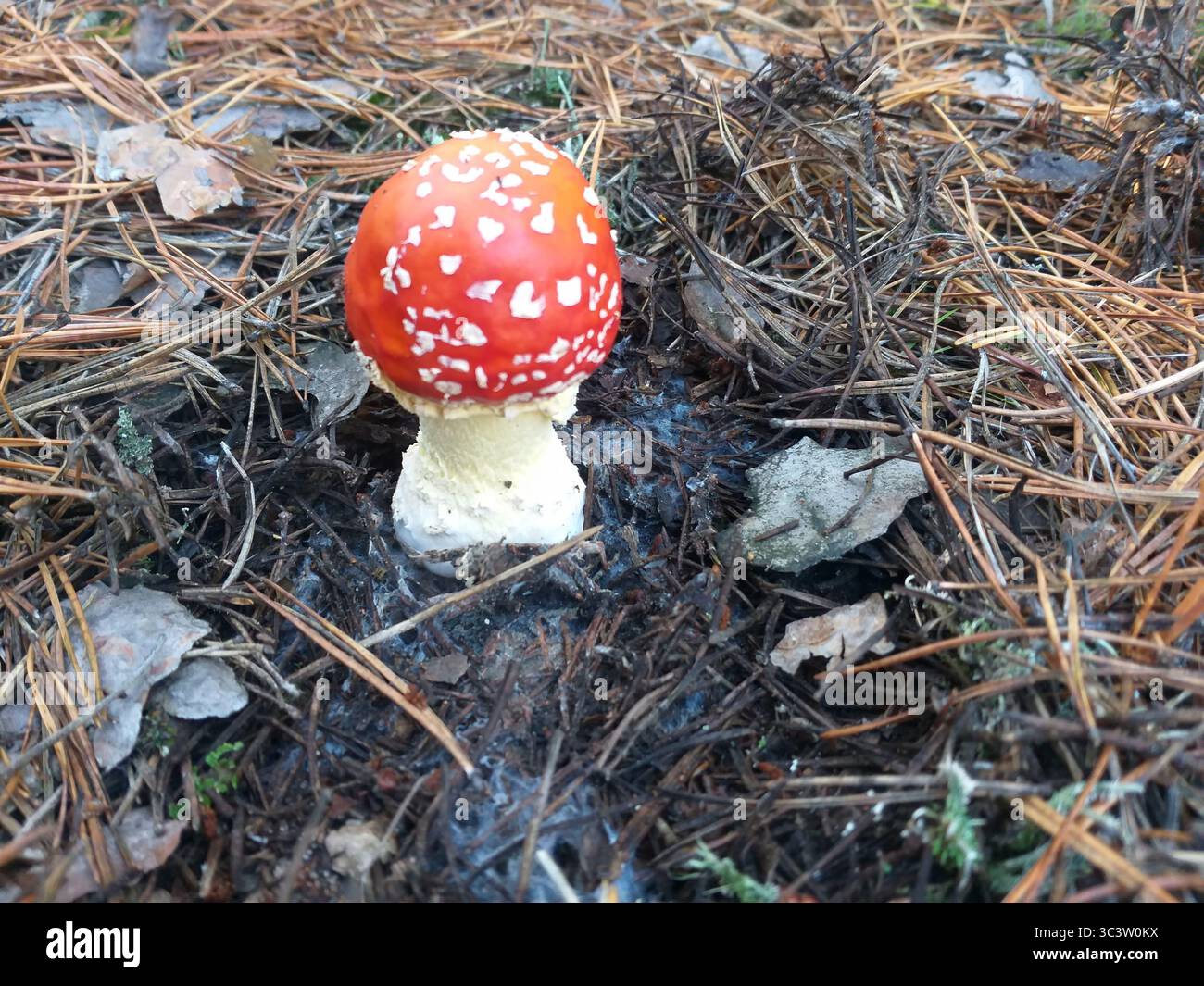 Kleine Jungfliege Agarpilze, die auf einem Waldboden wachsen, der mit gefallenen Kiefernnadeln bedeckt ist. Giftig und ungenießbar, doch auffällig in der Natur. Stockfoto
