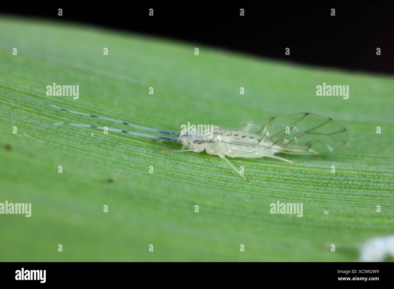 Bambus blattlaus -Fotos und -Bildmaterial in hoher Auflsung  Alamy