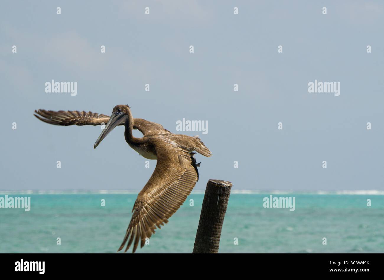 Großer fliegender brauner Pelikan bei Caye Caulker, Belize, Karibikküste Stockfoto