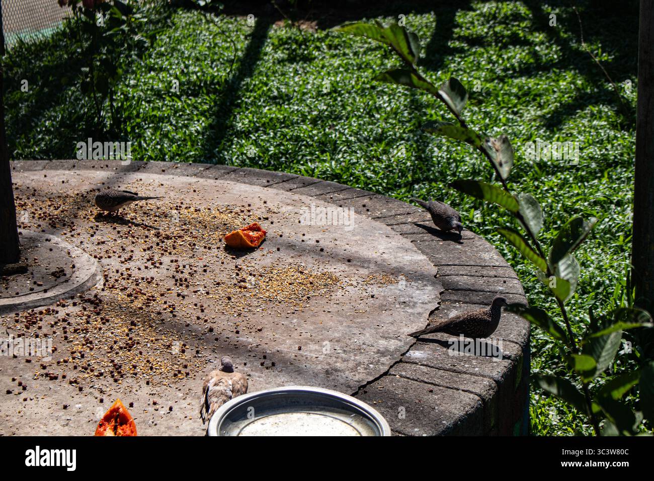 Eine Gruppe Tauben sitzt ruhig in einem Vogelkäfig Stockfoto