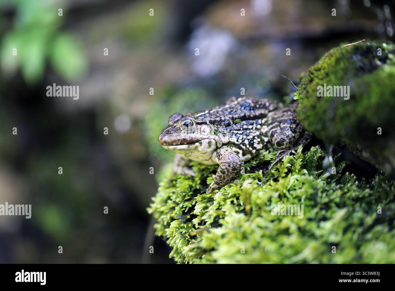 Ein Frosch sitzt auf Moos bei einem Wasserfall in einem Gartenteich. Stockfoto