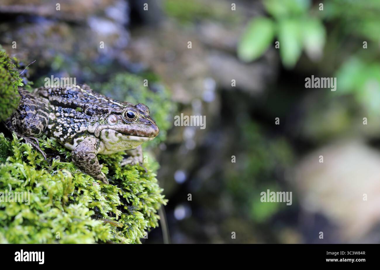 Marsh Frog (Pelophylax ridibundus) und ein unscharfer Hintergrund mit Platz für etwas. Stockfoto