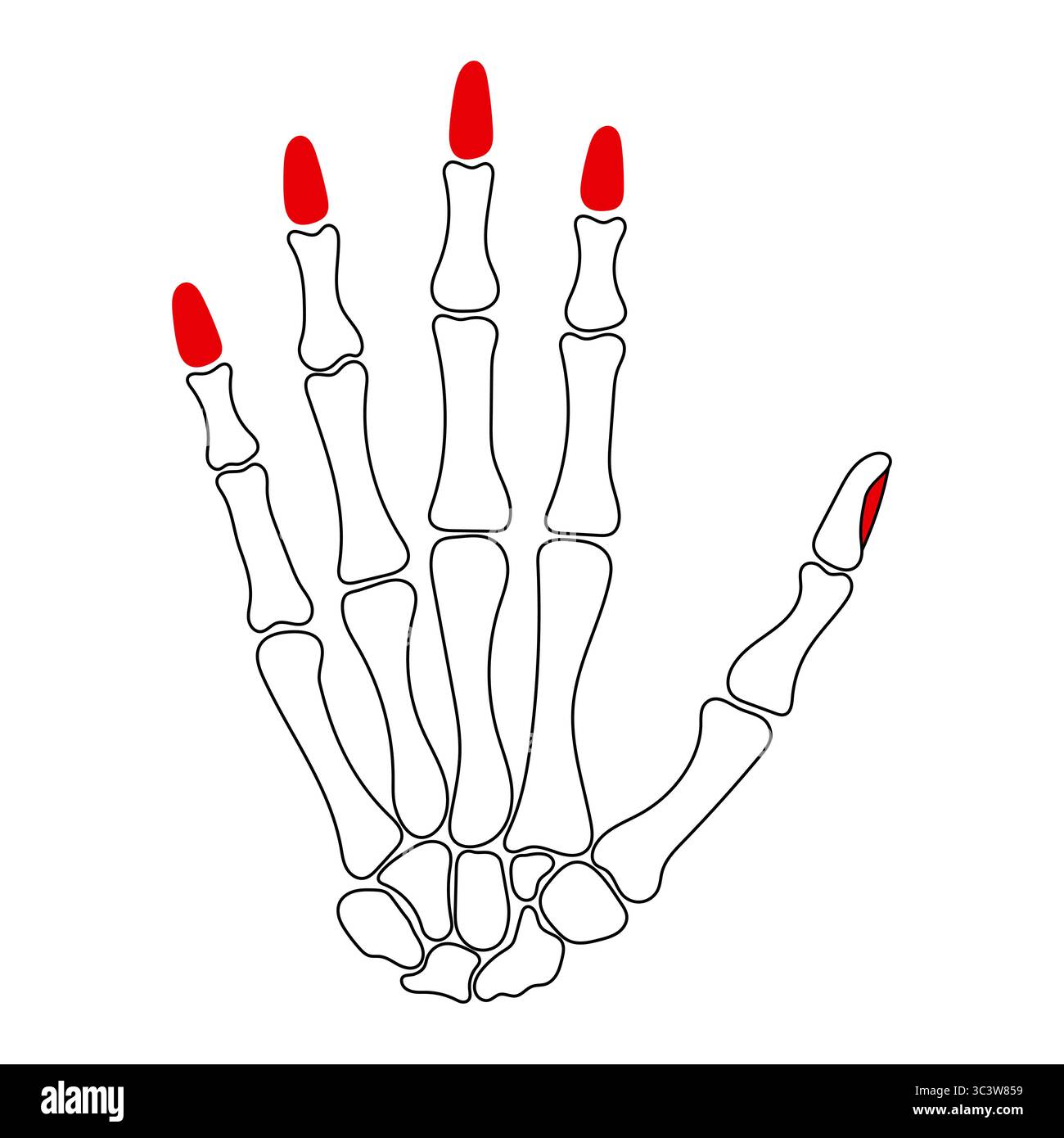 Menschliches Handskelett mit gemalten roten Fingernägeln Vektor-Illustration. Die Fingernägel sind hellrot lackiert. Stock Vektor
