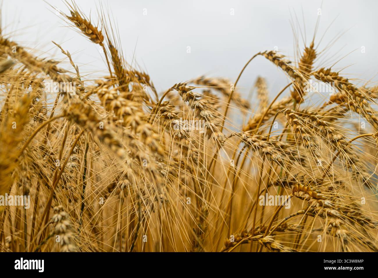 Niederer horizontaler Schuss von goldenen Weizenohren gegen den bewölkten Himmel Stockfoto