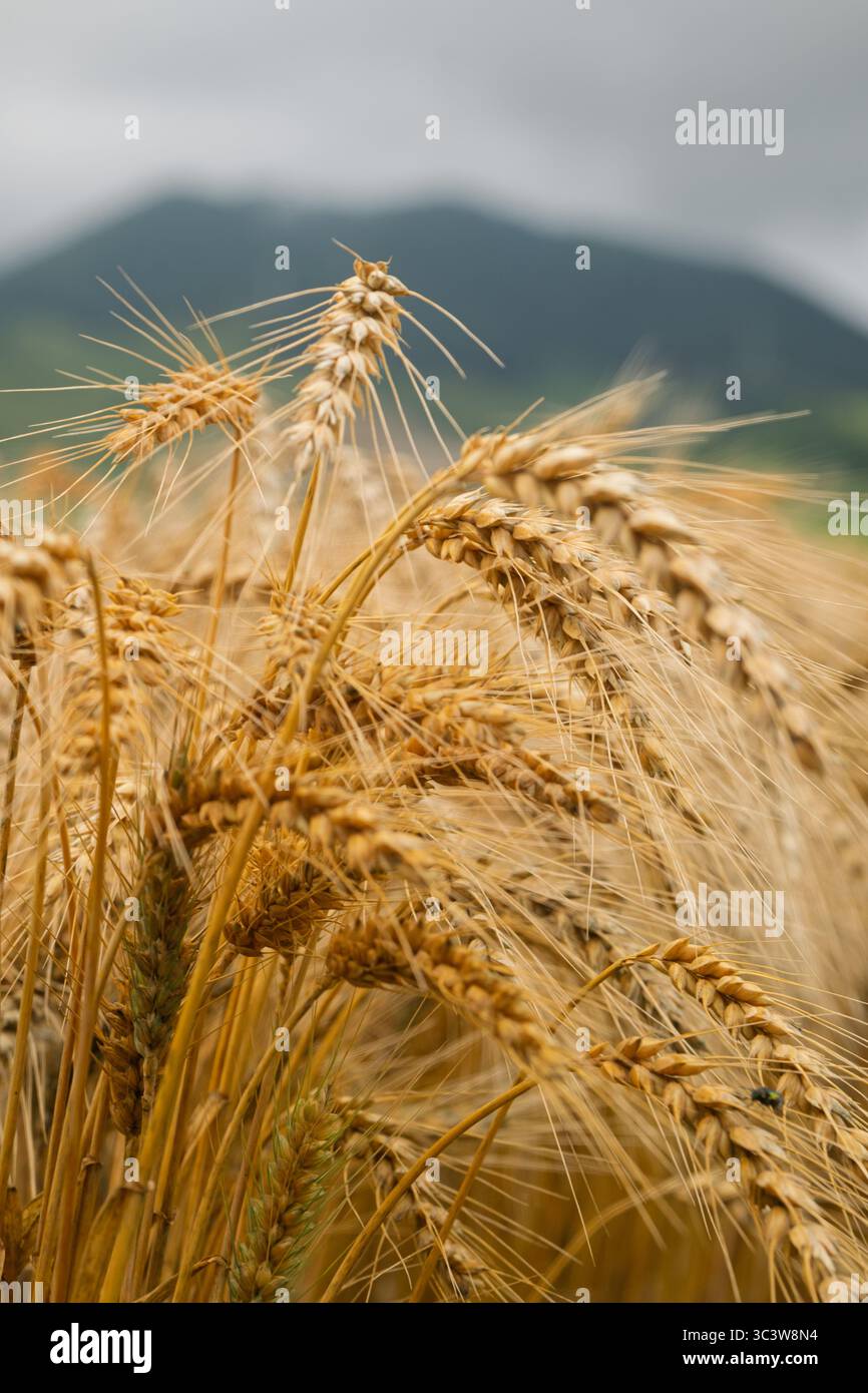Vertikale Niedrigwinkelaufnahme von Weizenohren mit Bergen und Himmel im Hintergrund Stockfoto