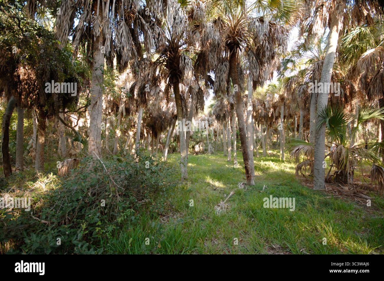 Kohlpalme (Sabal palmetto) Hängematte. Mesic zu xeric. Vor allem an der Küste. State Tree of Florida. Auch bekannt als Sumpfkohl. Das Herz eines Yoing Blo Stockfoto