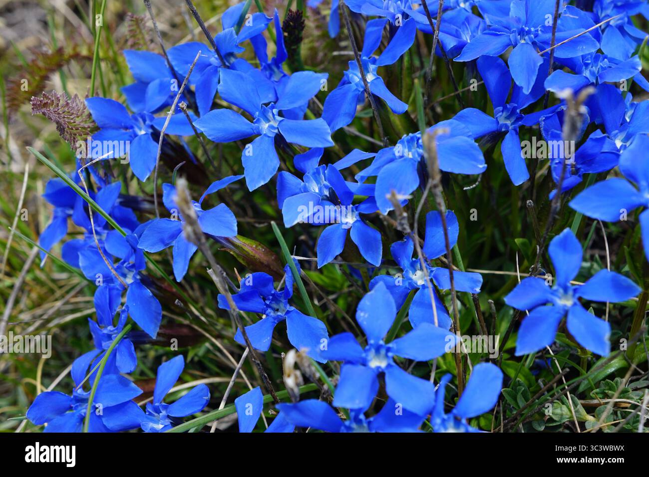 Wilde blaue Kornblume blau lila campion Blüten in den dolomiten, Italien Stockfoto