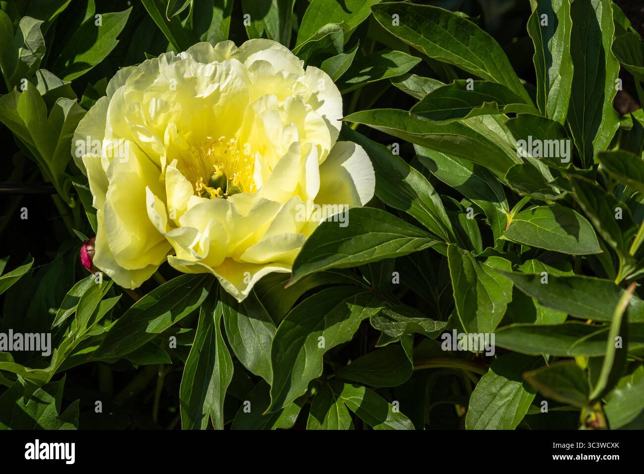 Paeonia 'Bartzella Stockfoto
