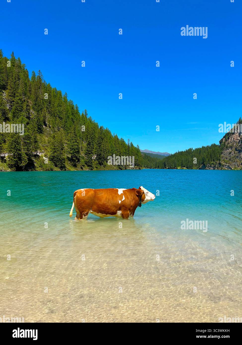 Eine Kuh im Pragser See, Südtirol, Dolomiten, Alpen, Italien. Stockfoto