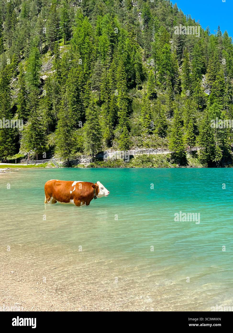 Eine Kuh im Pragser See, Südtirol, Dolomiten, Alpen, Italien. Stockfoto