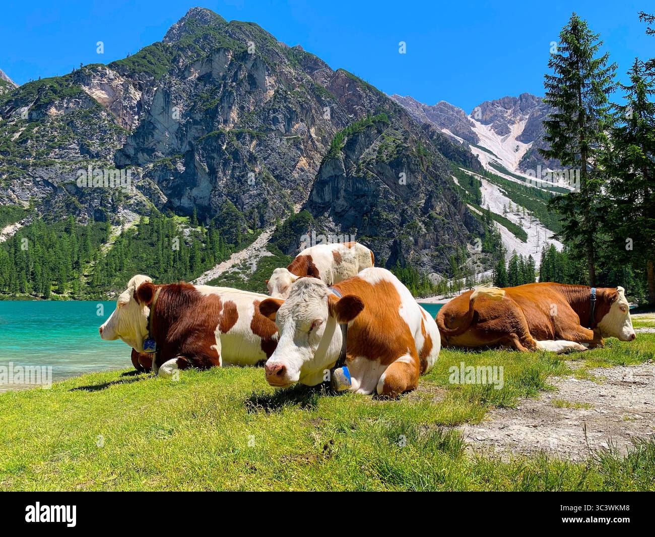 Kühe im Pragser See, Südtirol, Dolomiten, Alpen, Italien. Stockfoto