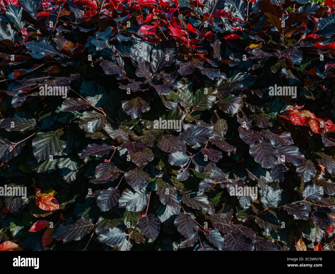 Die eng gestrickte Hecke aus Kupferbuche zeigt eine Vielzahl von Blattfarben. Das meist dunkelviolette Laub wechselt mit den Jahreszeiten zu helleren Rottönen Stockfoto