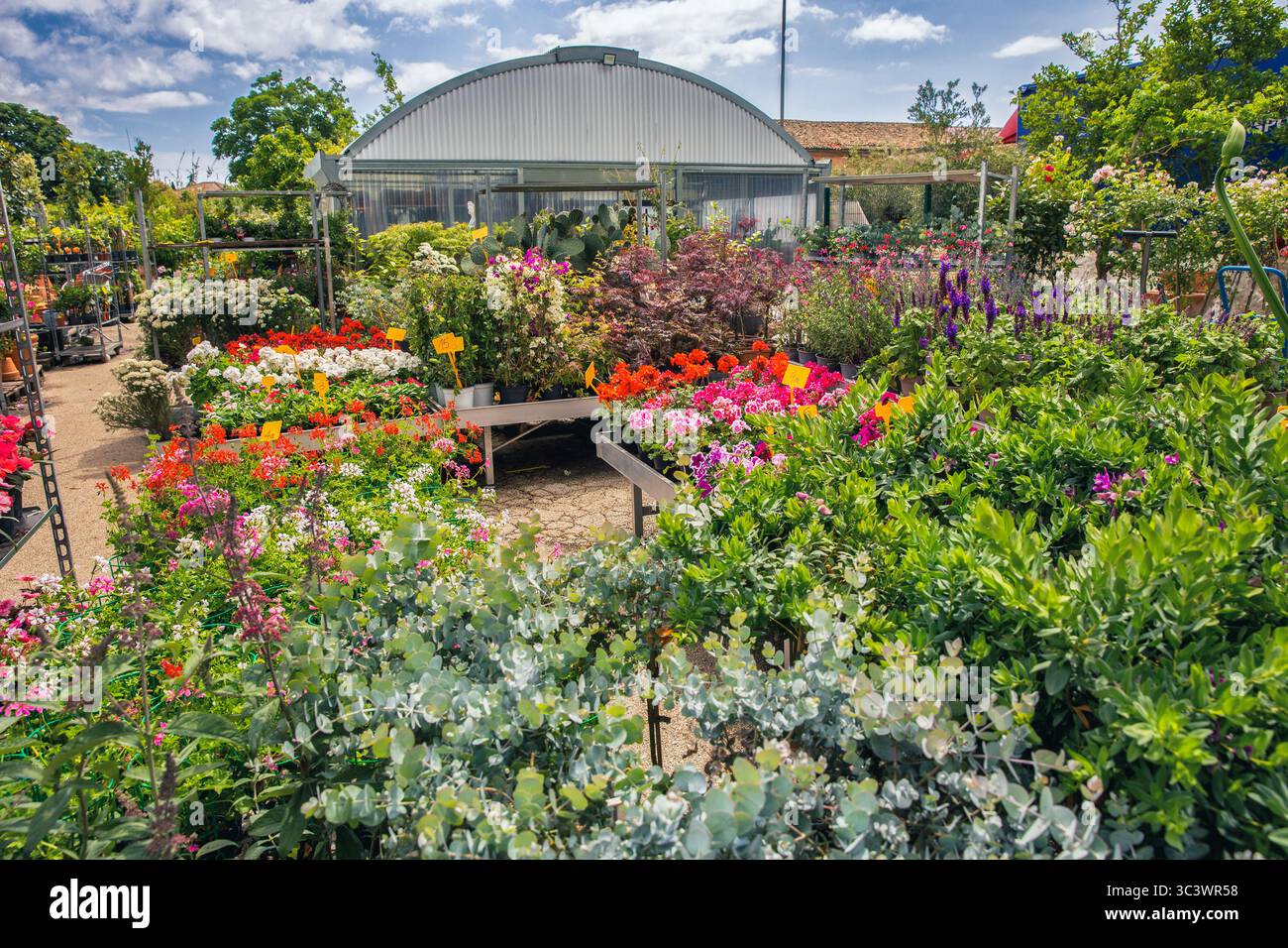 Lebendiges Gartencenter oder Pflanzenzügellerei mit Gewächshaus, verschiedenen blühenden Pflanzen in Behältern, farbenfrohen Blüten einschließlich Geranien, Petunien und Var Stockfoto