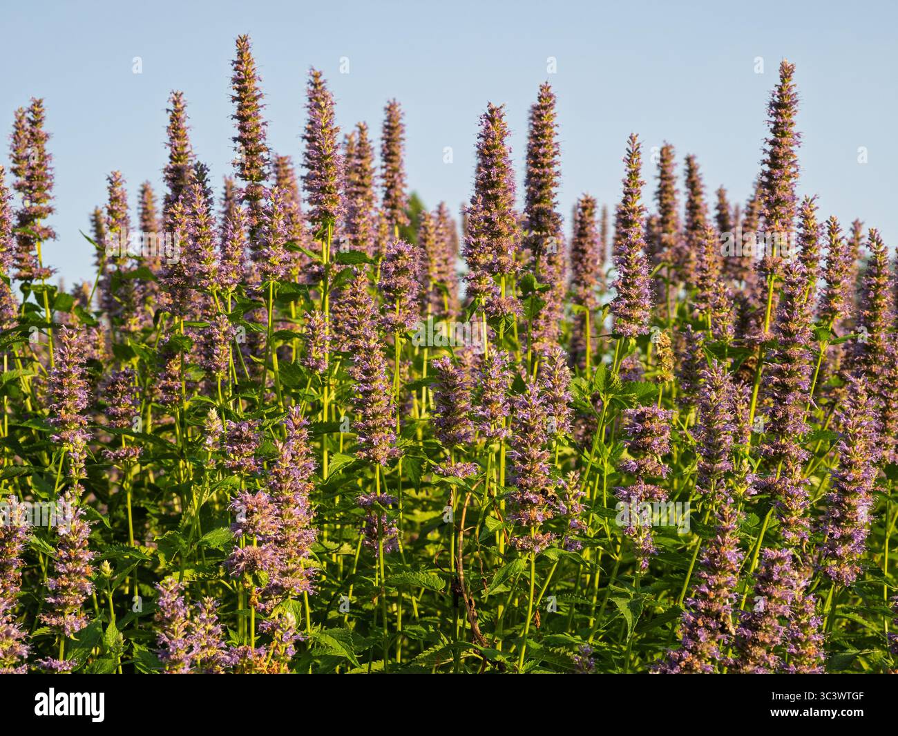 Ein wunderschönes Feld mit hohen, violetten Agastache foeniculum oder Anise Hyssop, die in Ashburn Village, Virginia, zu einem klaren Himmel reichen. Stockfoto