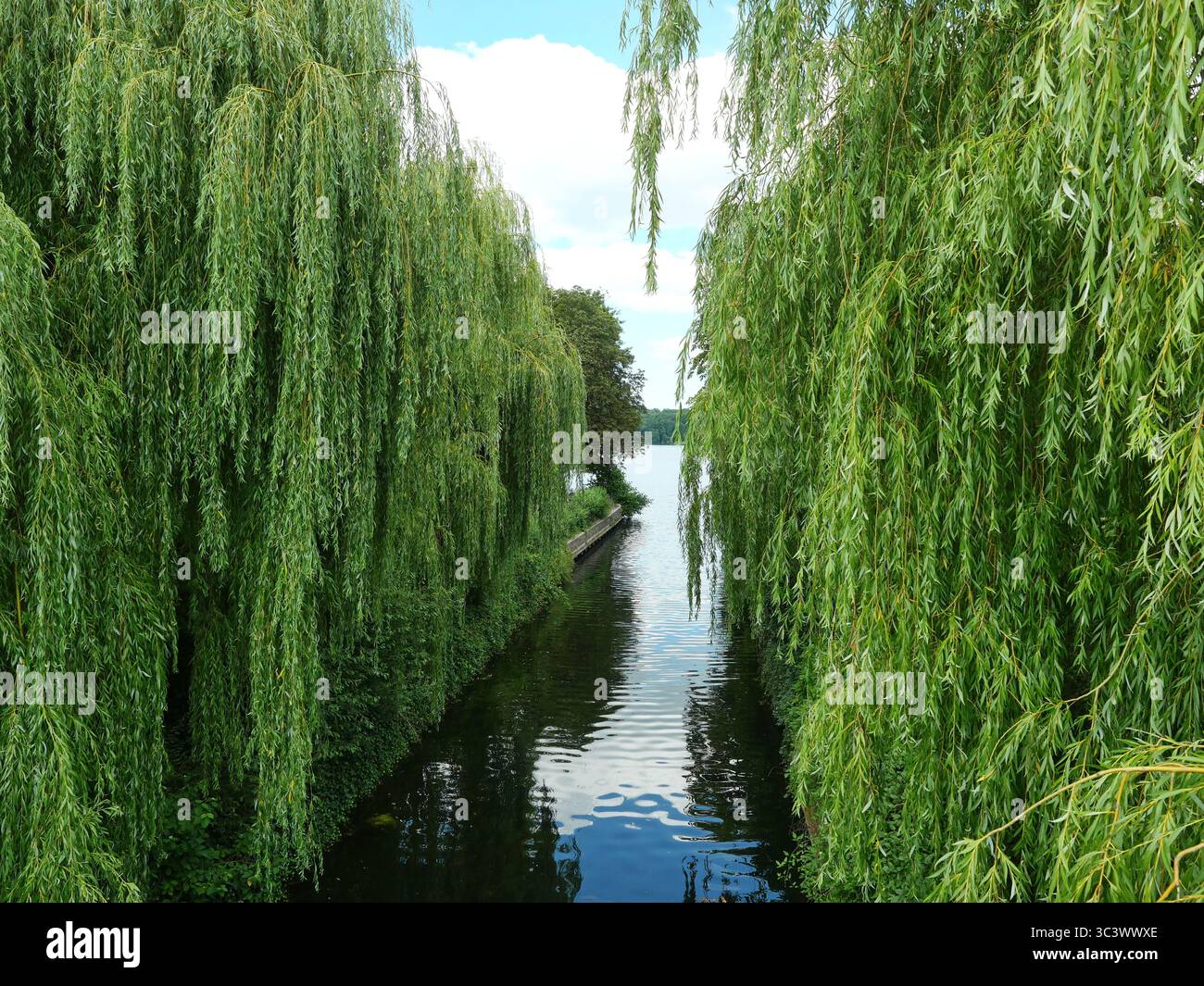 Schaalseekanal mit Weiden, grüne Weiden säumen den ruhigen Schaalseekanal in Ratzeburg. Sommerliche natürliche Idylle. Kopierraum Stockfoto