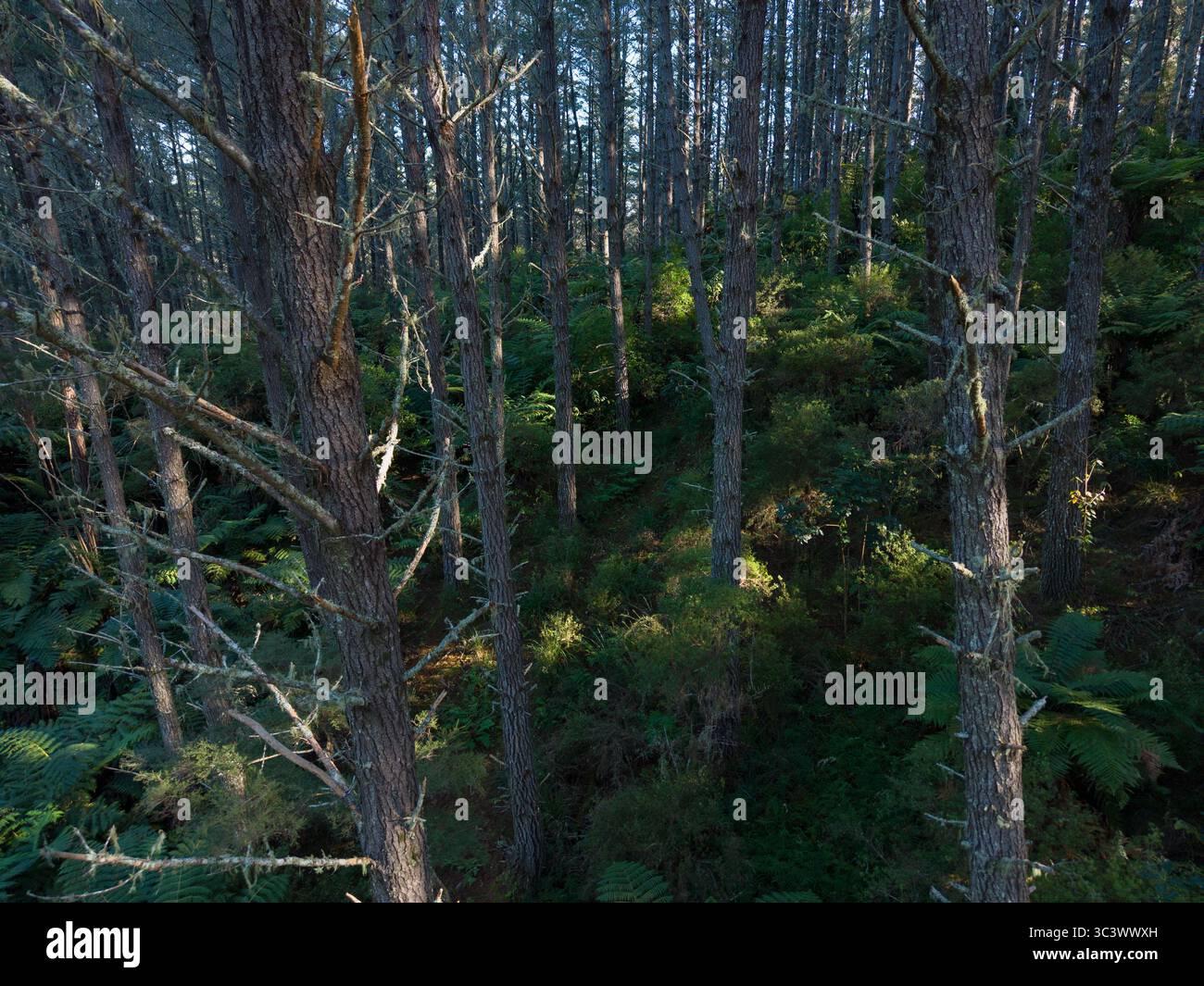 Kiefern und Farne im Waitangi Forest, Northland, Neuseeland Stockfoto