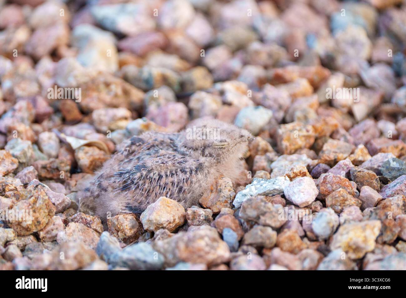 Winziges neugeborenes nighthawk-Mädchen, das in den Felsen in der Wüste von Arizona sitzt Stockfoto