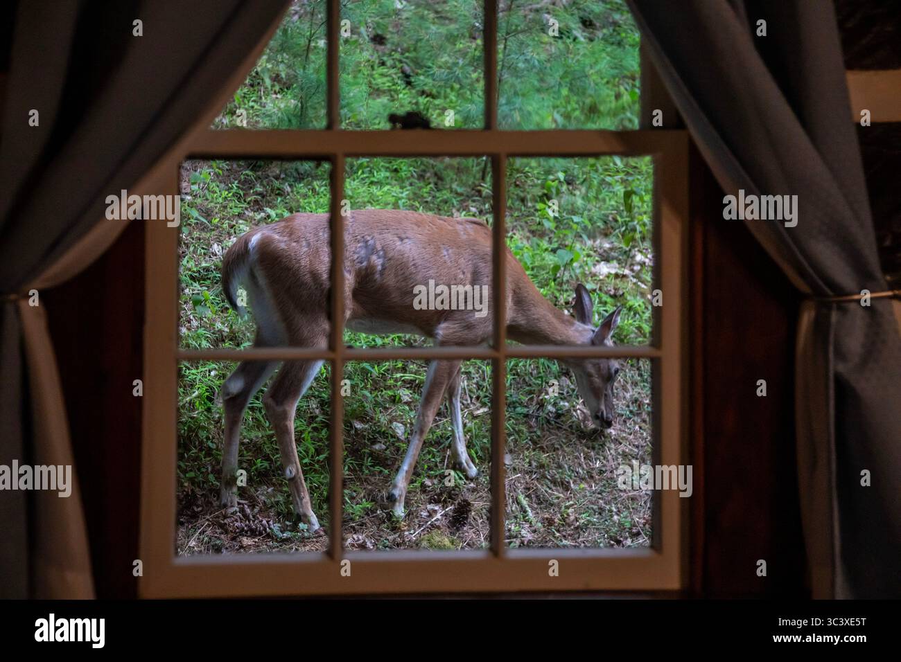 Marlinton, West Virginia - Ein Seehirsch (Odocoileus virginianus) vor einer Hütte im Watoga State Park. Einige Hirsche im Park sind relativ groß Stockfoto